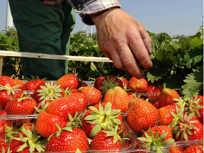 Im März die Erdbeeren ausputzen