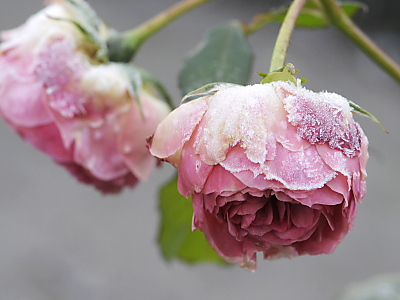 Schnittblumen aus dem eigenen Garten lange haltbar machen