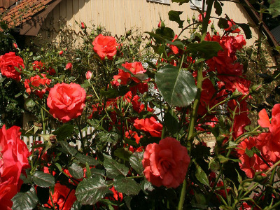 Rosen mit Topfballen pflanzen