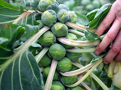 Wintergenuss von nussig bis herb