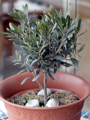 Oliven auf der Terrasse ernten