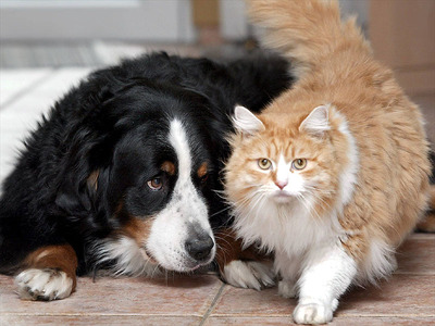 Eine ruhige Ecke für den Hund, ein bequemer Zugang für die Katze