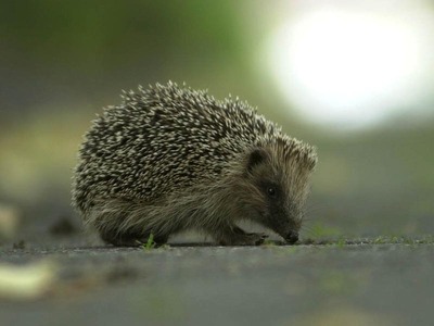 Igel auf Quartiersuche im Garten