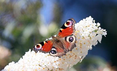 Pfauenauge Schmetterlinge auf Flieder