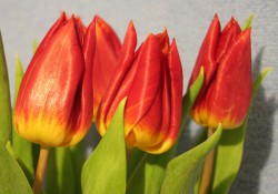 tulpen