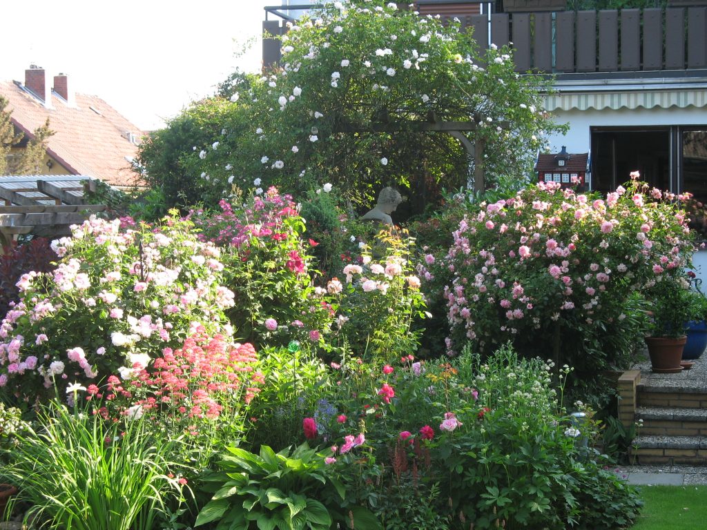 Kaffeesatz als Dünger für die Rosen