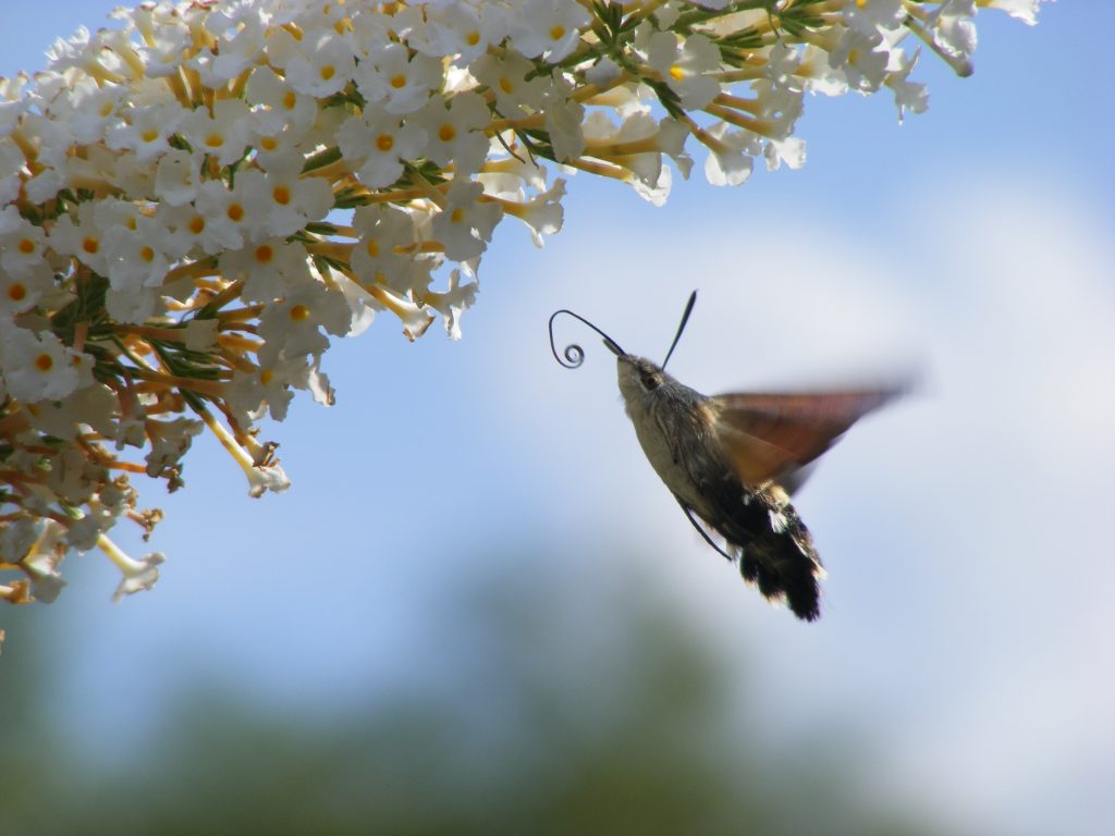 Taubenschwänzchen Schmetterling