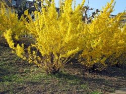 Forsythien Goldflieder