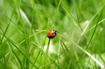 Nützlinge im Garten ansiedeln