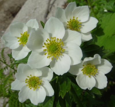 anemonen windroeschen