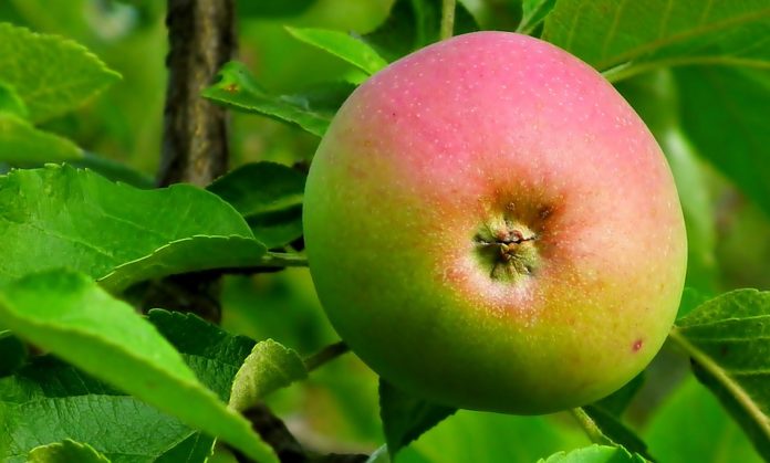 apfelbaum ernten