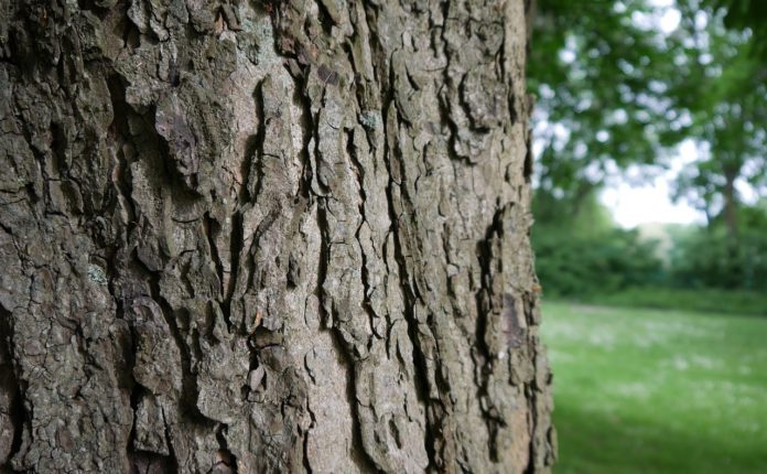 baum fällen