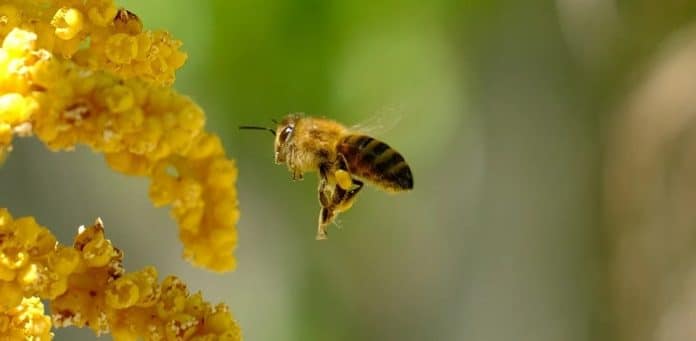 bienen garten