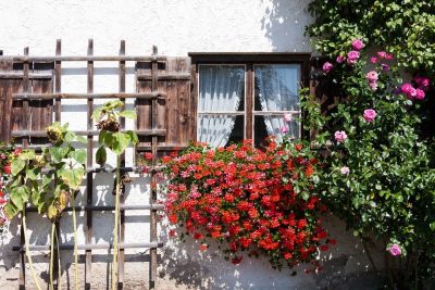 blumenkasten reinigen