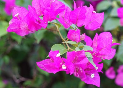 bougainvillea