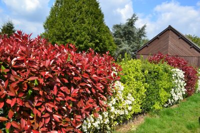 Mischhecken als farbenfroher Blickfang