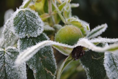 Pflanzen verdursten im gefrorenem Boden
