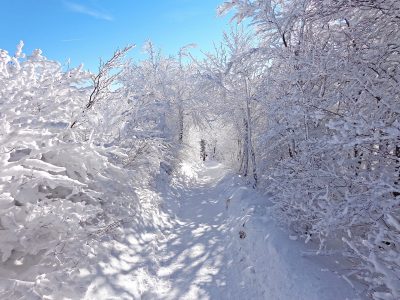 Gemüsesorten unempfindlich gegen Frost