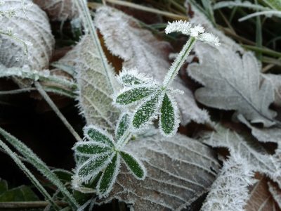 Frost Pfanzen schützen