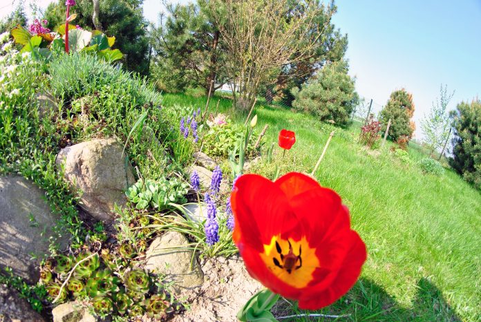 Steingarten Mohnblume