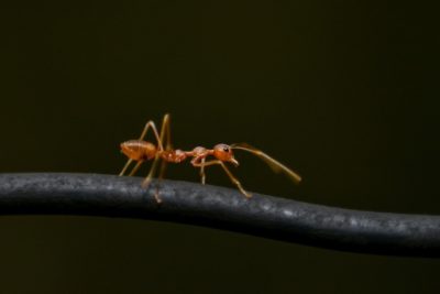 insekten bekämpfen