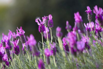 lavendel vertreibt ameisen