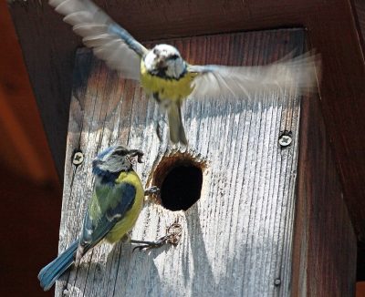 Nest und nistkasten reinigen