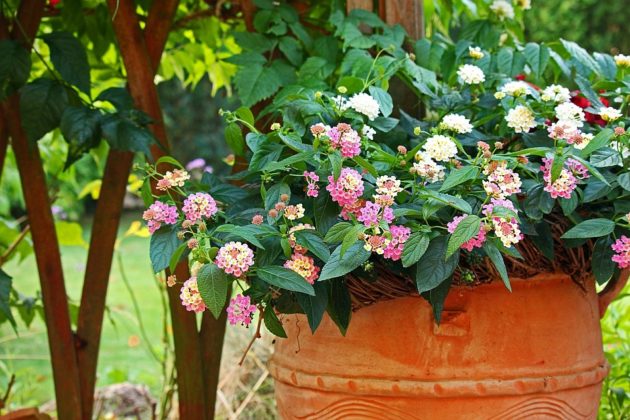 Trend: Pflanzkübel für Balkon, Terrasse und Garten - Immobilien Magazin