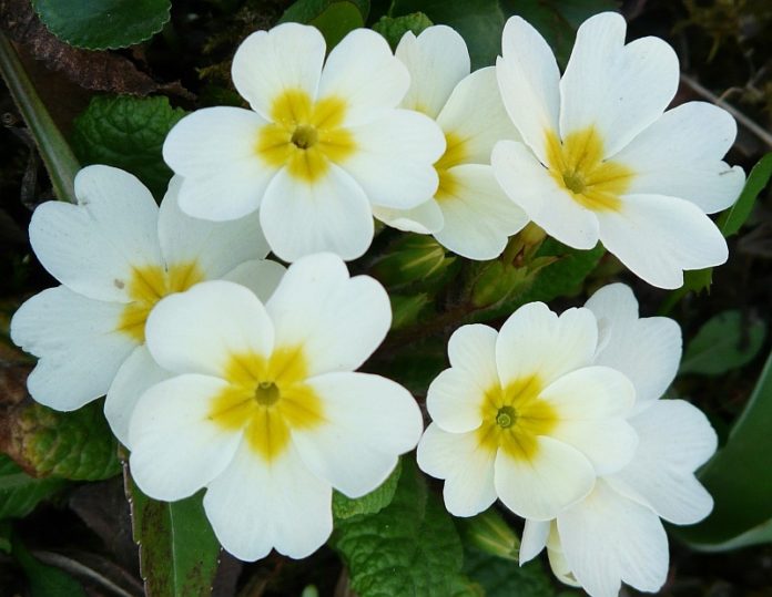 primula schlusselblume