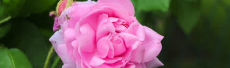 rose