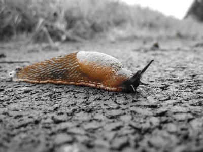 schnecke garten