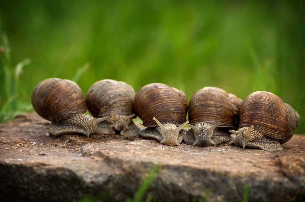Schnecken im Garten Mit Kaffee gegen Nacktschnecken Immobilien Magazin