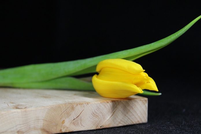 schnittblumen länger frisch