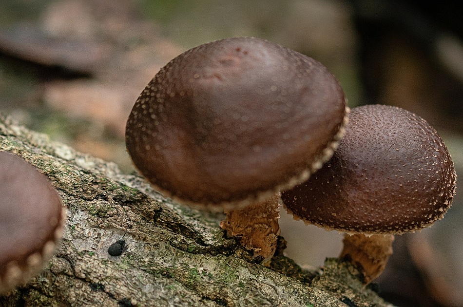 shiitake pilze