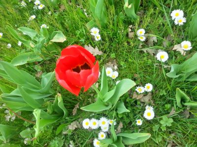 tulpen blüte