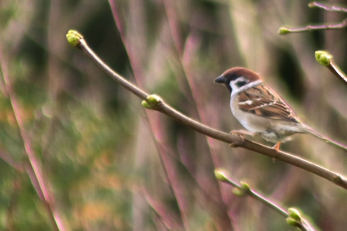 Vogel Gegen Fenster Geflogen