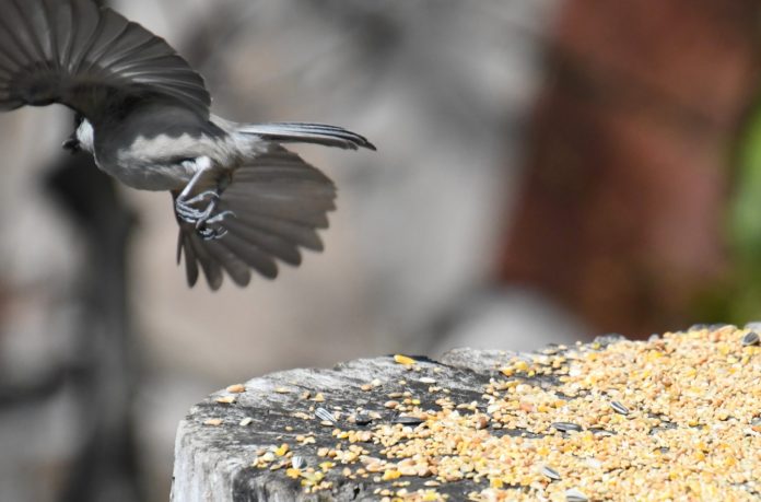 vogelfutter richtig füttern