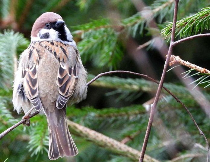 wildvogel brutzeit garten