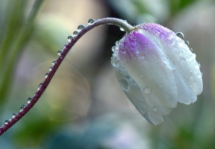 windröschen anemone