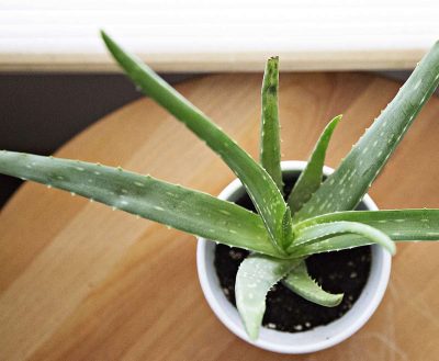 Wüstenlilie Aloe vera