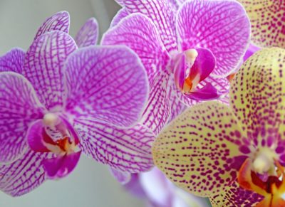 zimmerpflanze orchidee